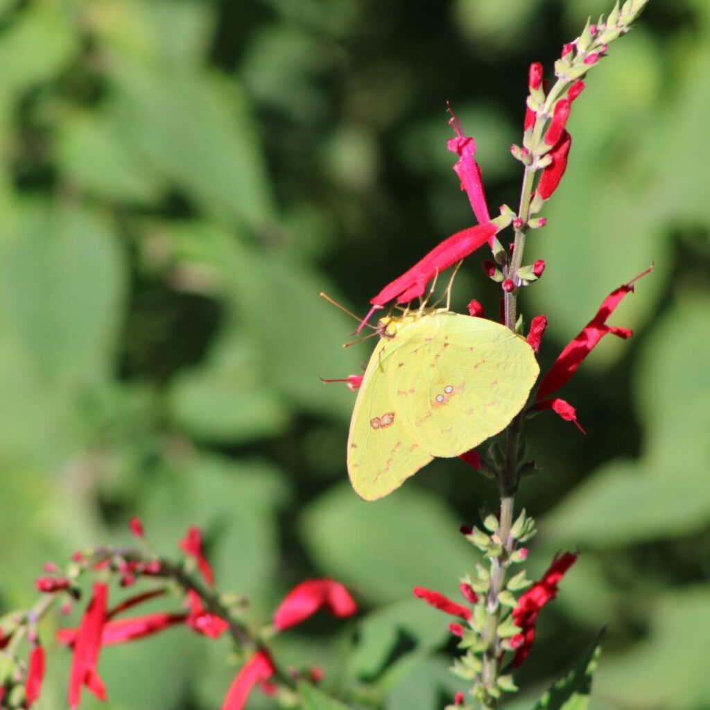 yellow butterly on a Pineapple Sage plant