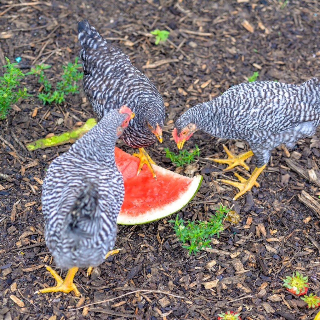 yes, can chickens eat watermelon