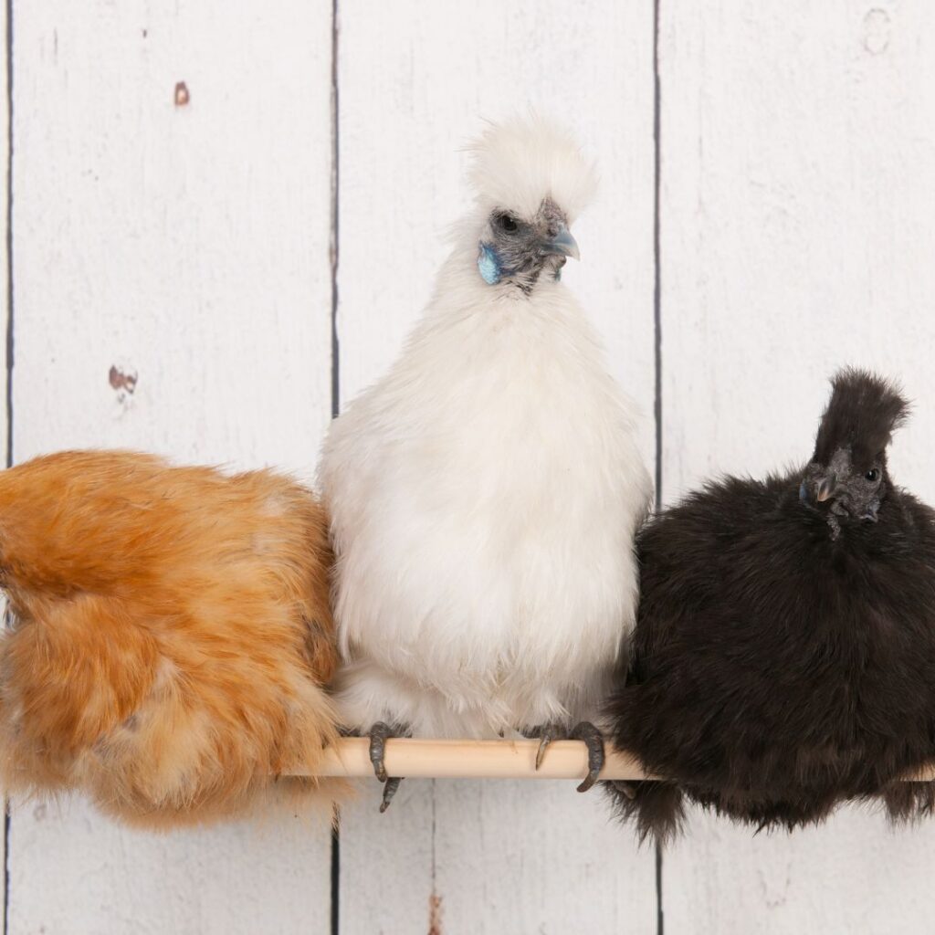 3 silkies perched, different types of silkie chickens