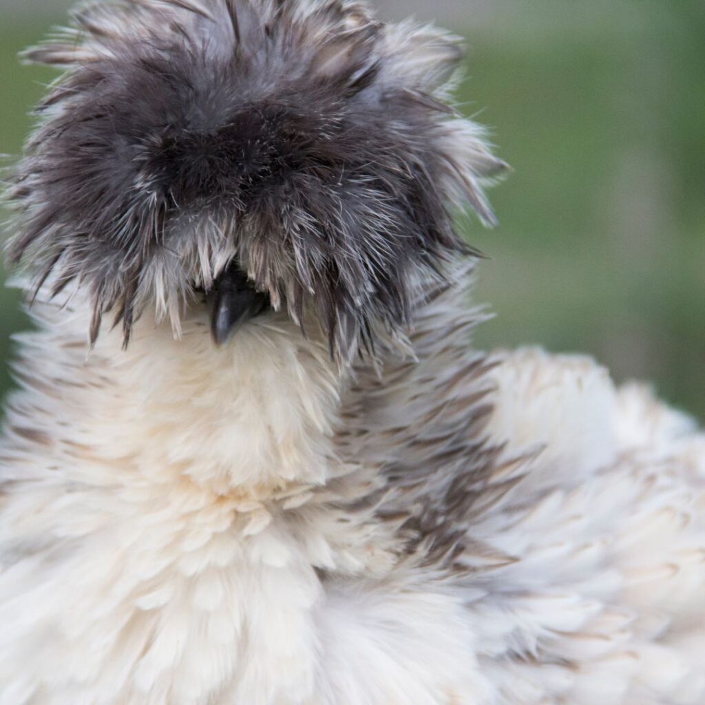 A Comprehensive Guide to Silkie Chicken: Eggs, Colors, and More