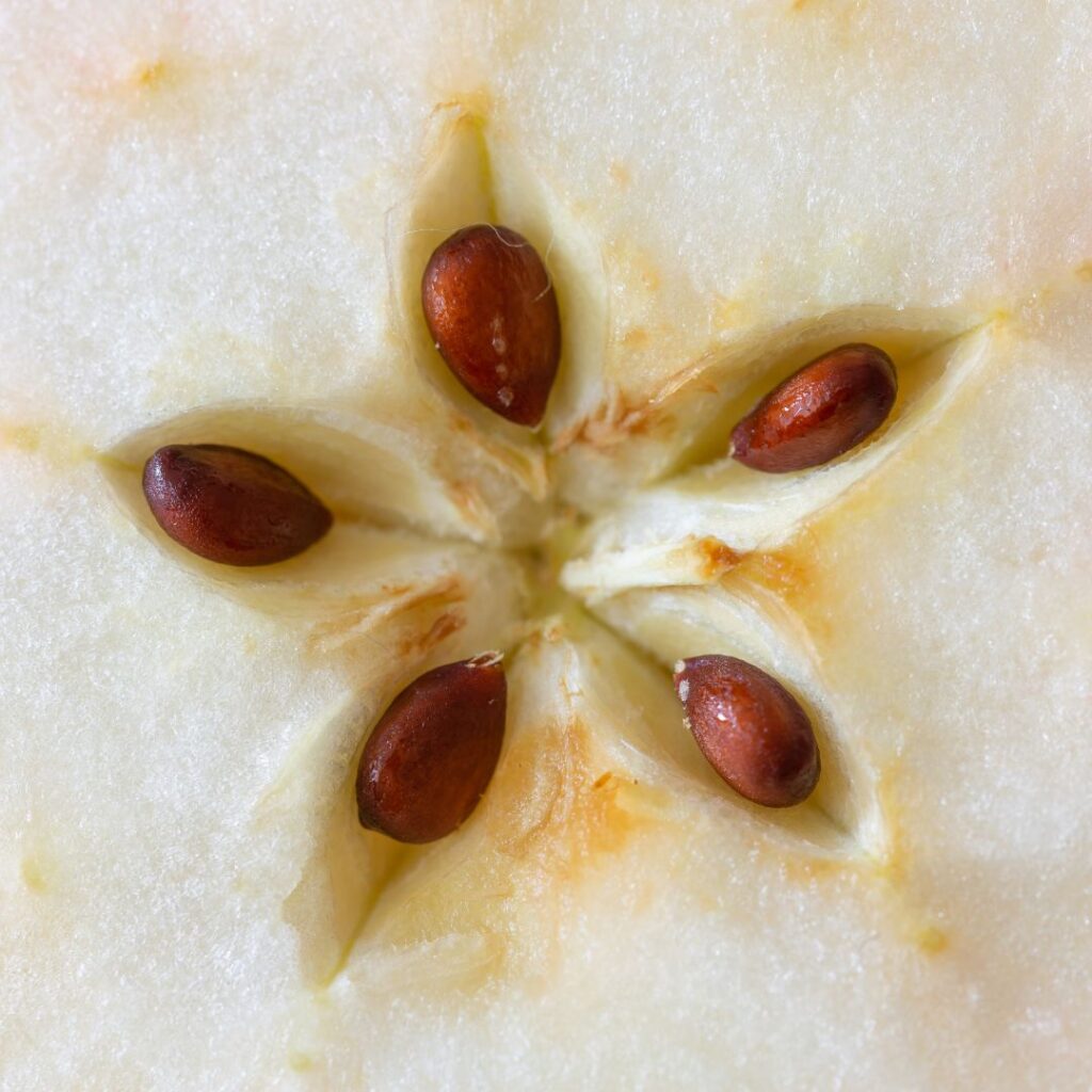 apple seeds contain trace amounts of cyanide