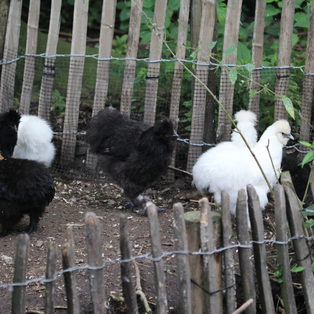 black and white silkie chickens in an enclosed run , yard area, adult chickens