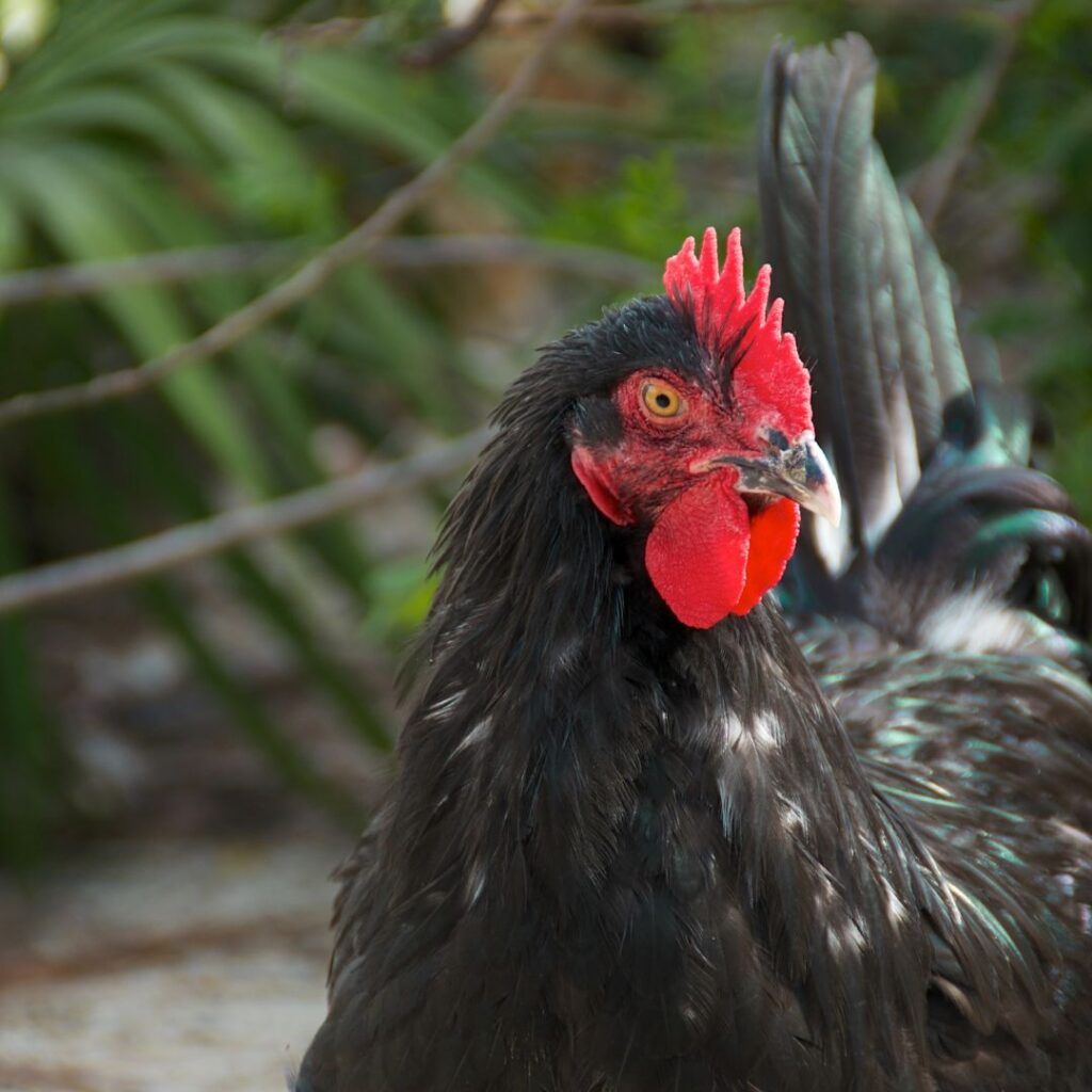 black marans chicken breed