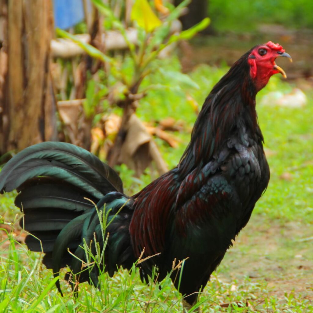 black rooster breeds