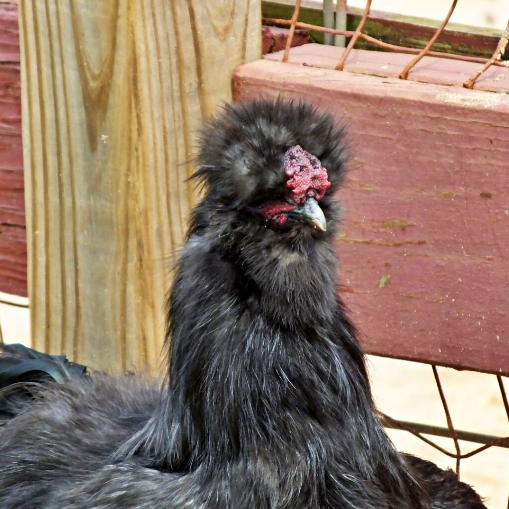 black silkie rooster
