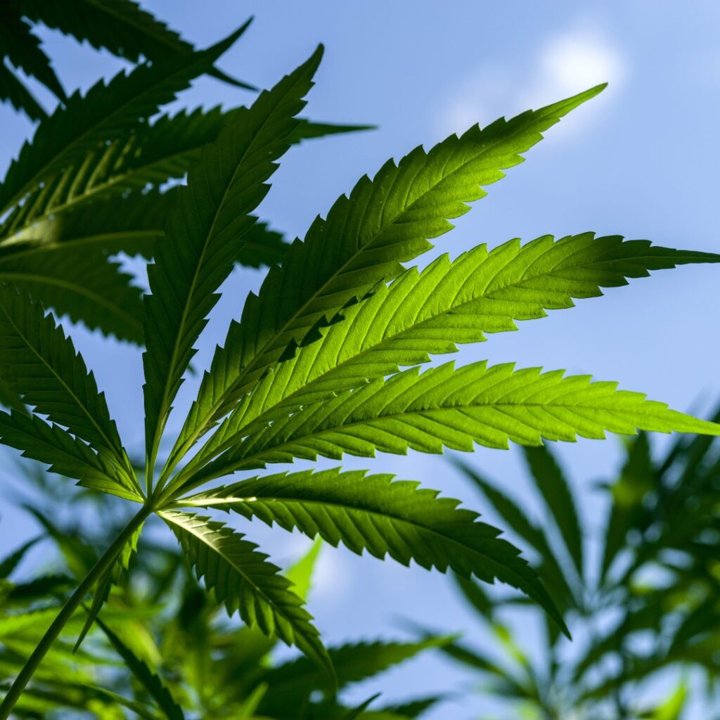 can chickens have cannabis? image of cannabis leaves with blue sky in background