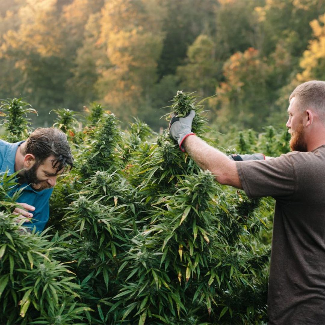 two men harvesting marijuana, weed, hemp, cbd, thc