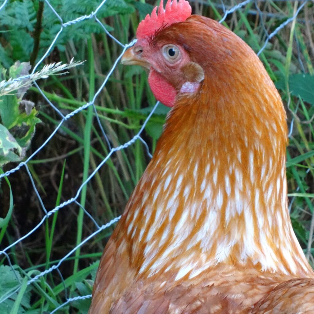 chicken pecking at vegetable plants through fence