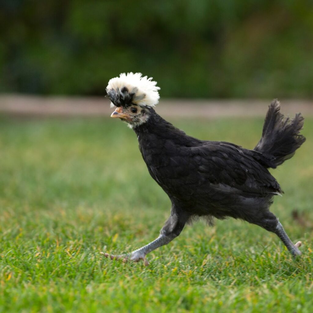 chicken running, how to catch a chicken when it's running away