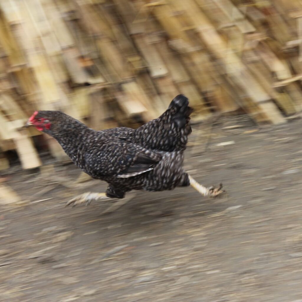 chicken running (3)