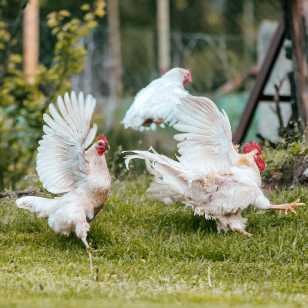 Proven Ways of Catching Chickens: Expert Tips and Techniques