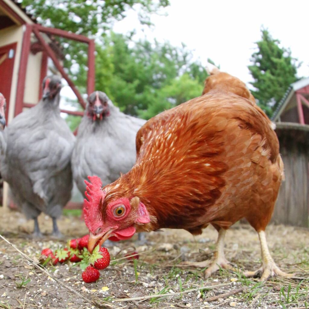 health benefits of chickens eating strawberries, strawberry fruit
