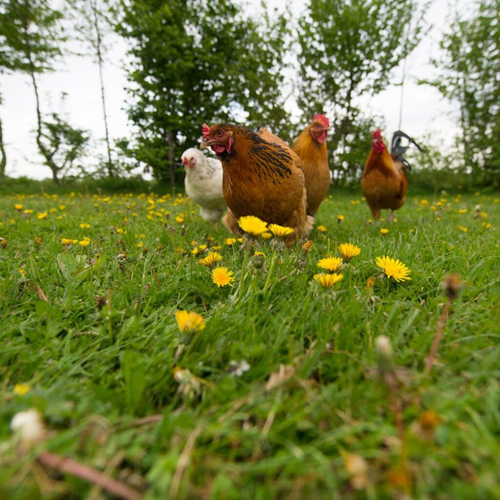 chickens eating weeds, dandelions