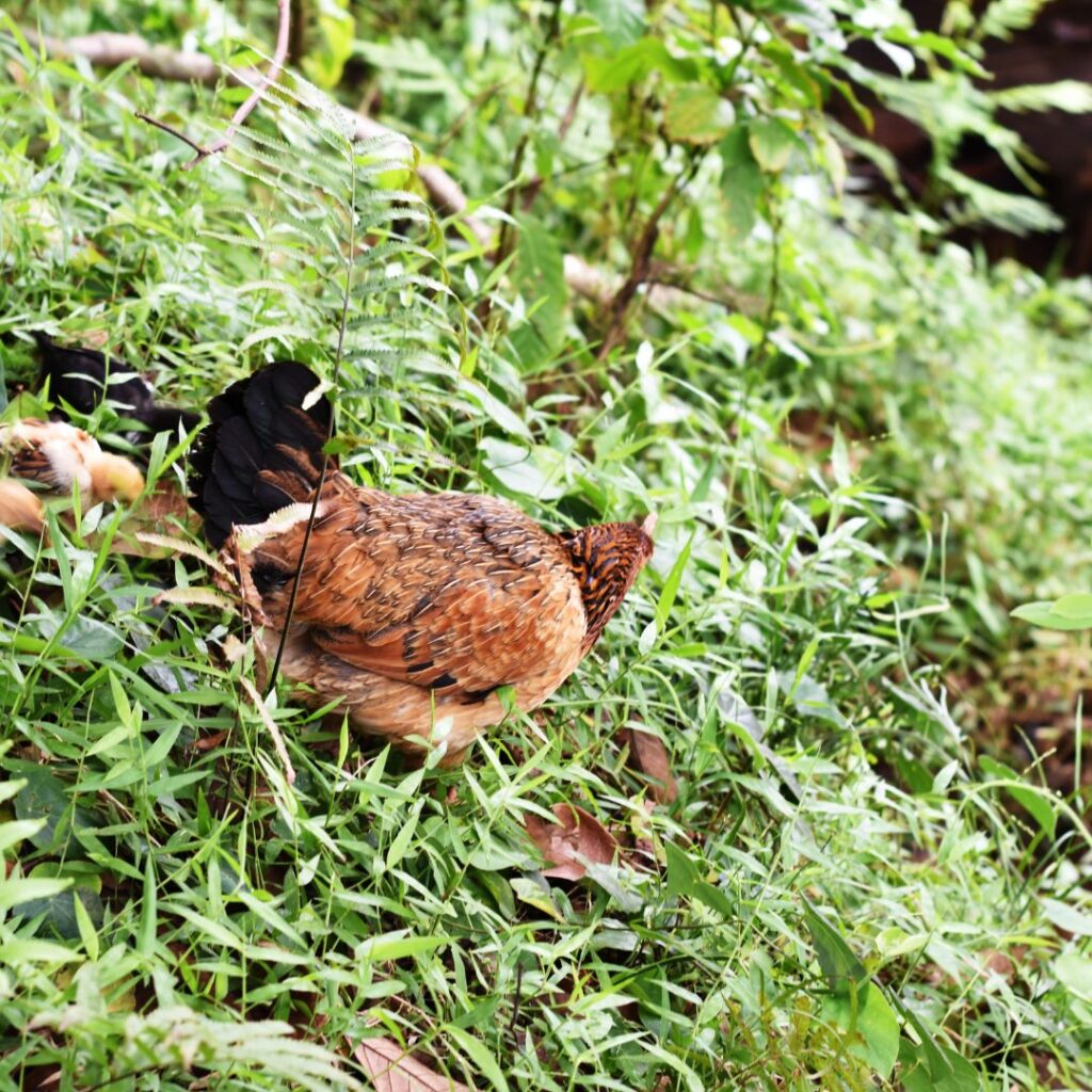 chickens foraging in forest