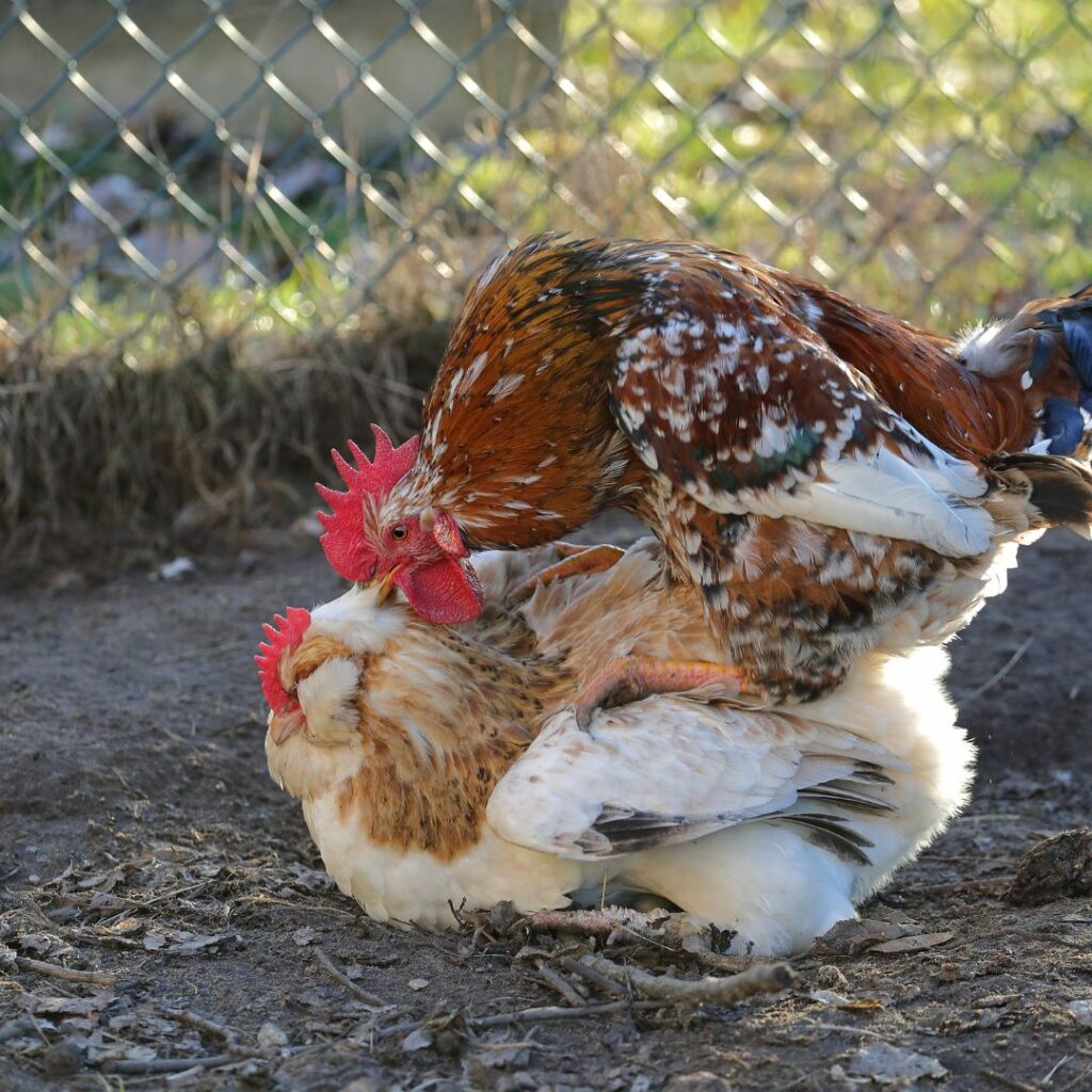 chickens mating, not rooster aggressive towards hens