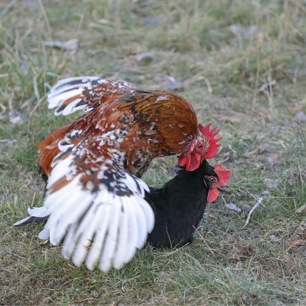 chickens mating