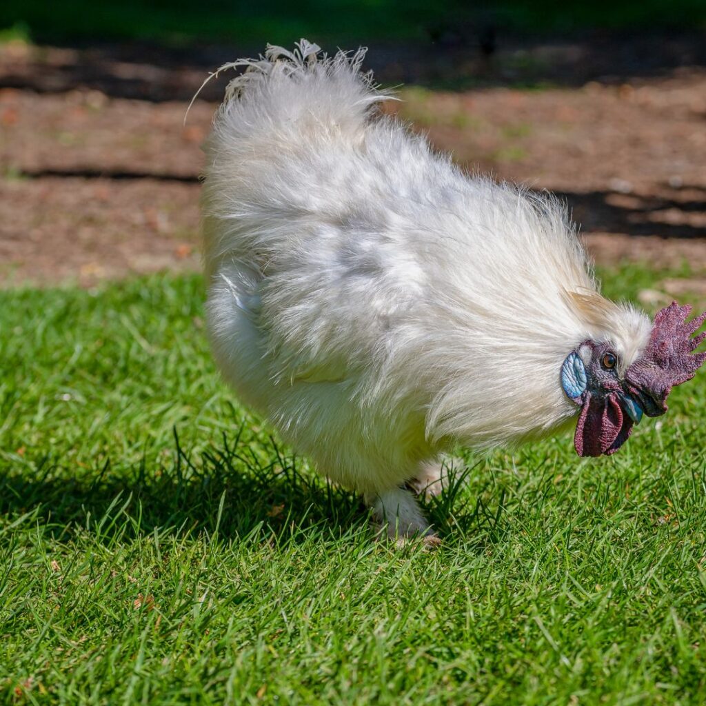 chinese silk chicken with maroon comb and wattle, silkie chicken blue earlobes