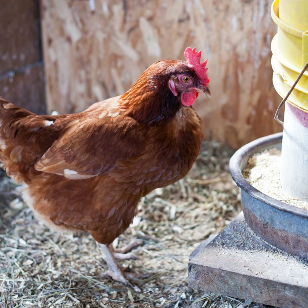 elevated chicken feeder (1)