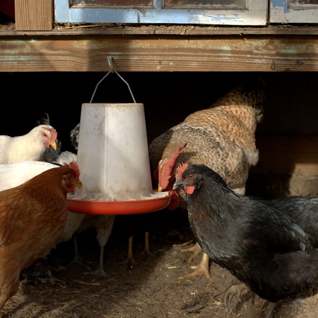 elevated chicken feeder