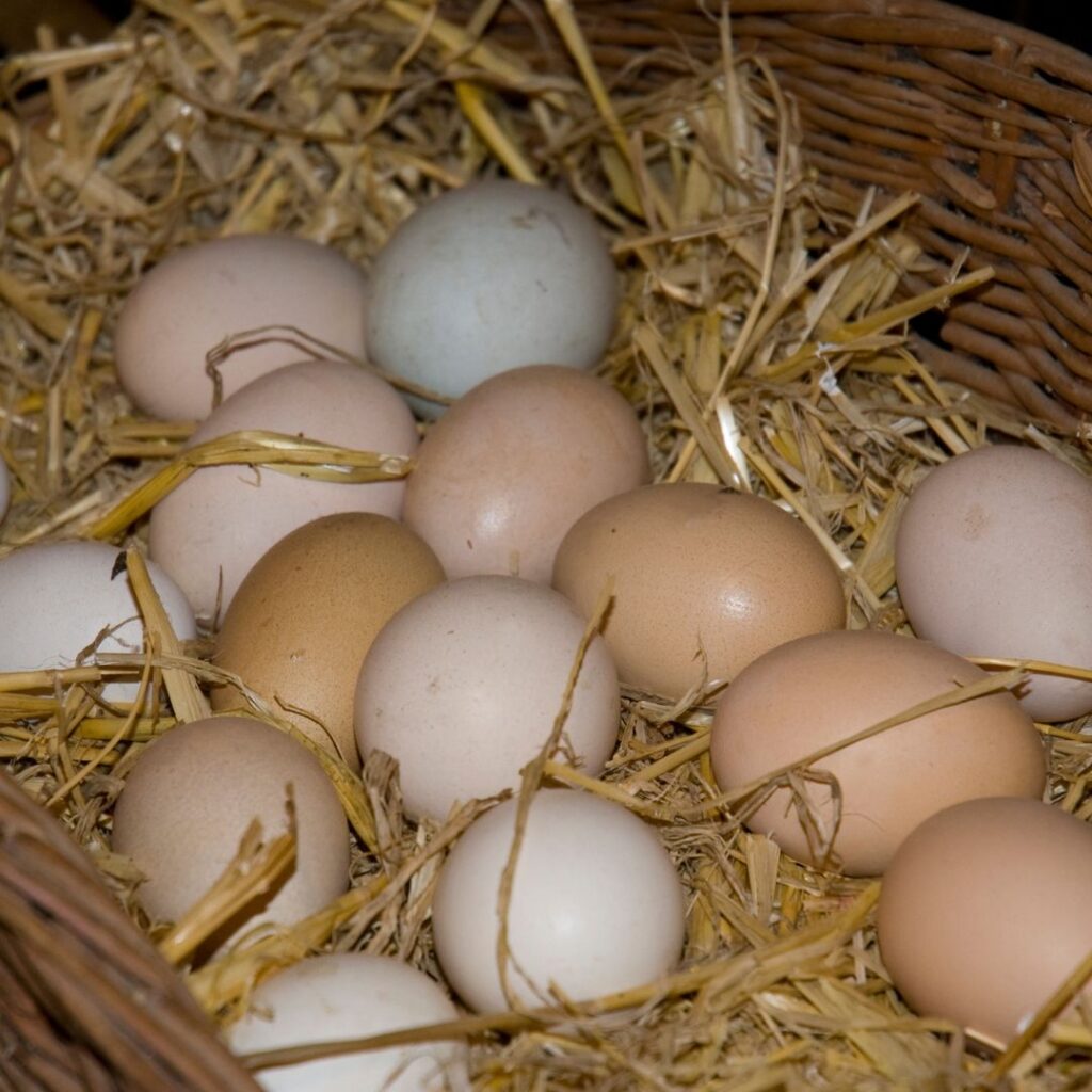 farm fresh eggs; farm fresh eggs store at room temperature in a dark place