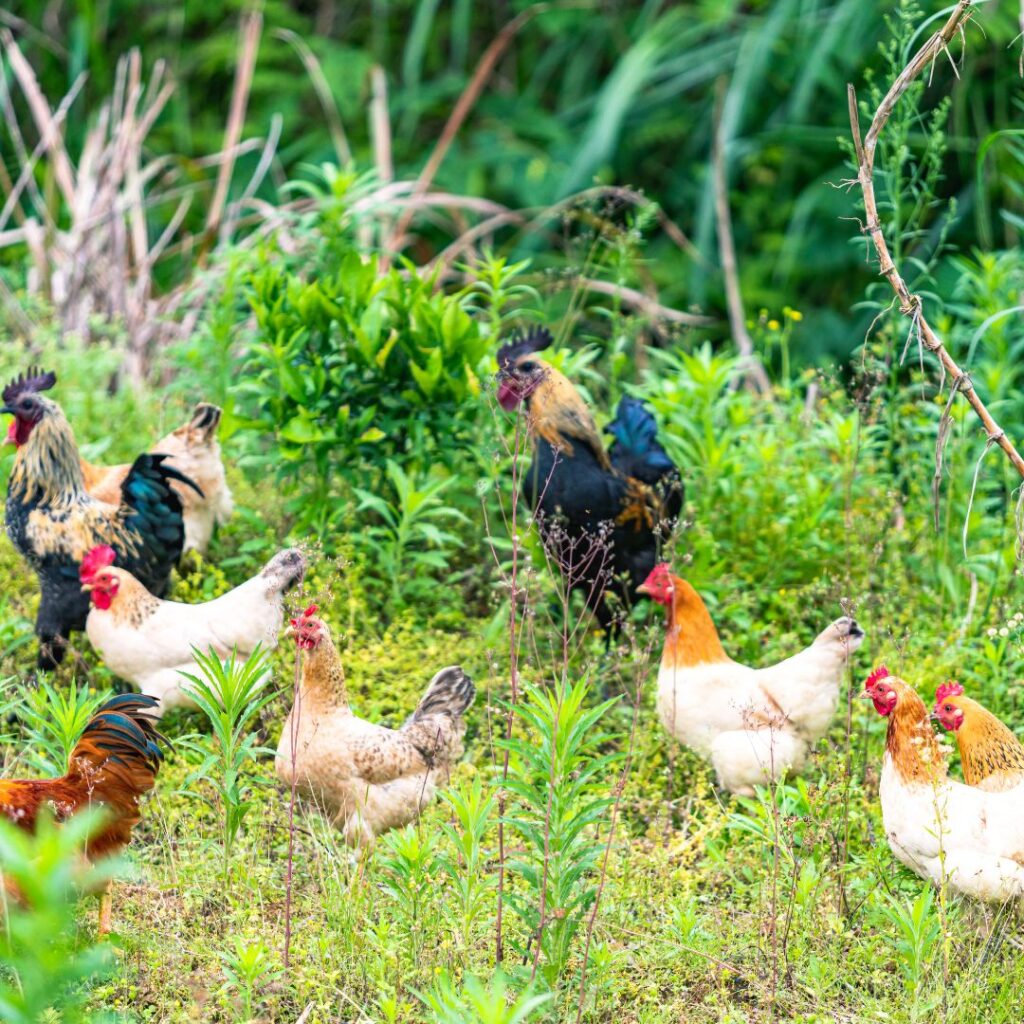 free ramging chickens, free ranging,  free range, foraging chickens