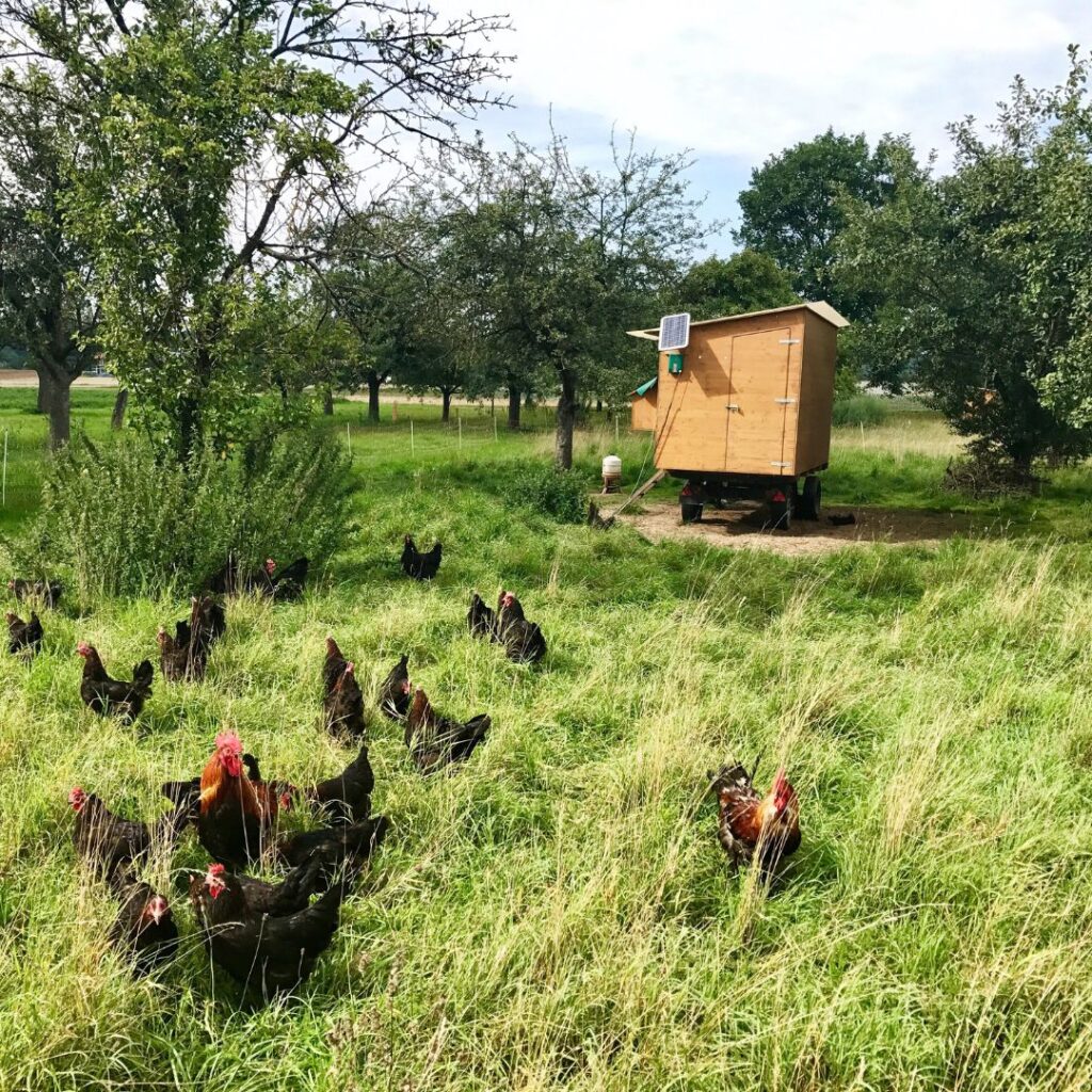 free range chickens foraging through grass and grass clippings
