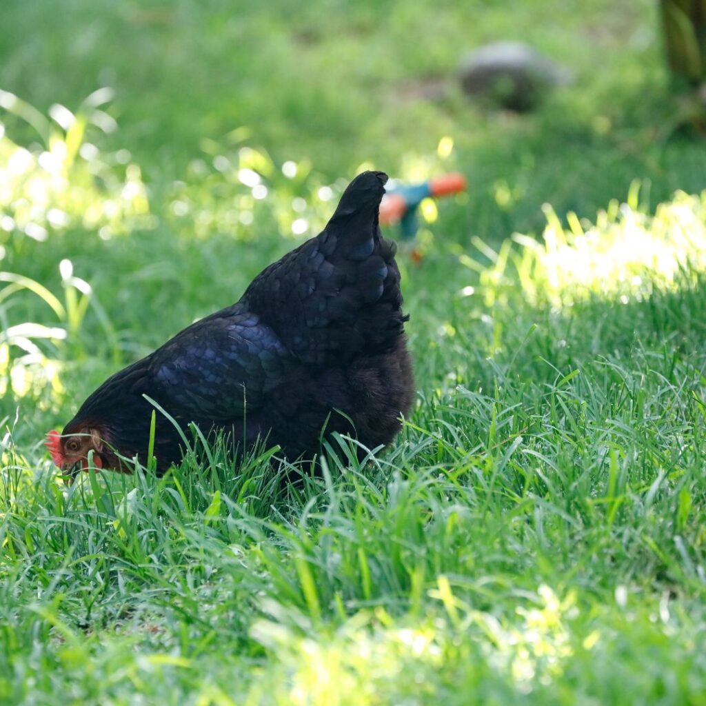 free range chicken eating grass, weeds, bugs