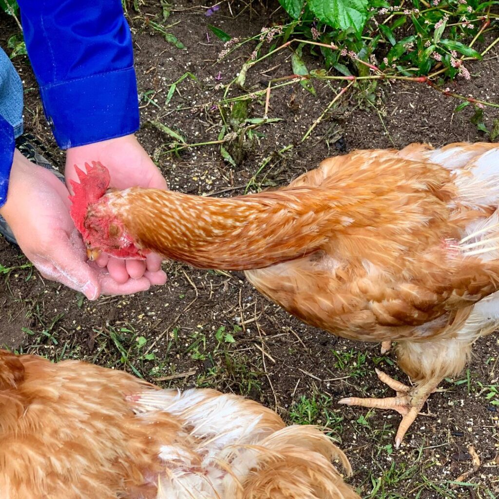 hand feeding chickens apples
