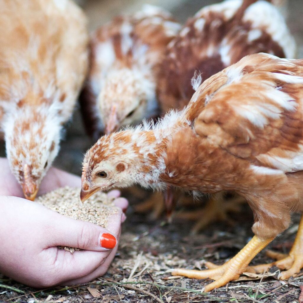 hand feeding treats to young pullets