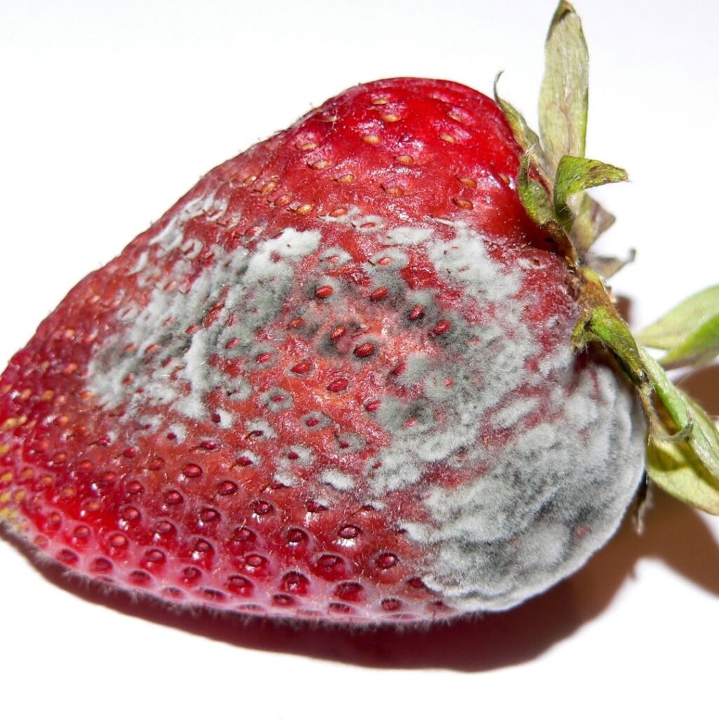 moldy strawberry