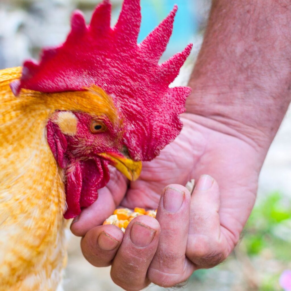 rooster eating from man's hand
