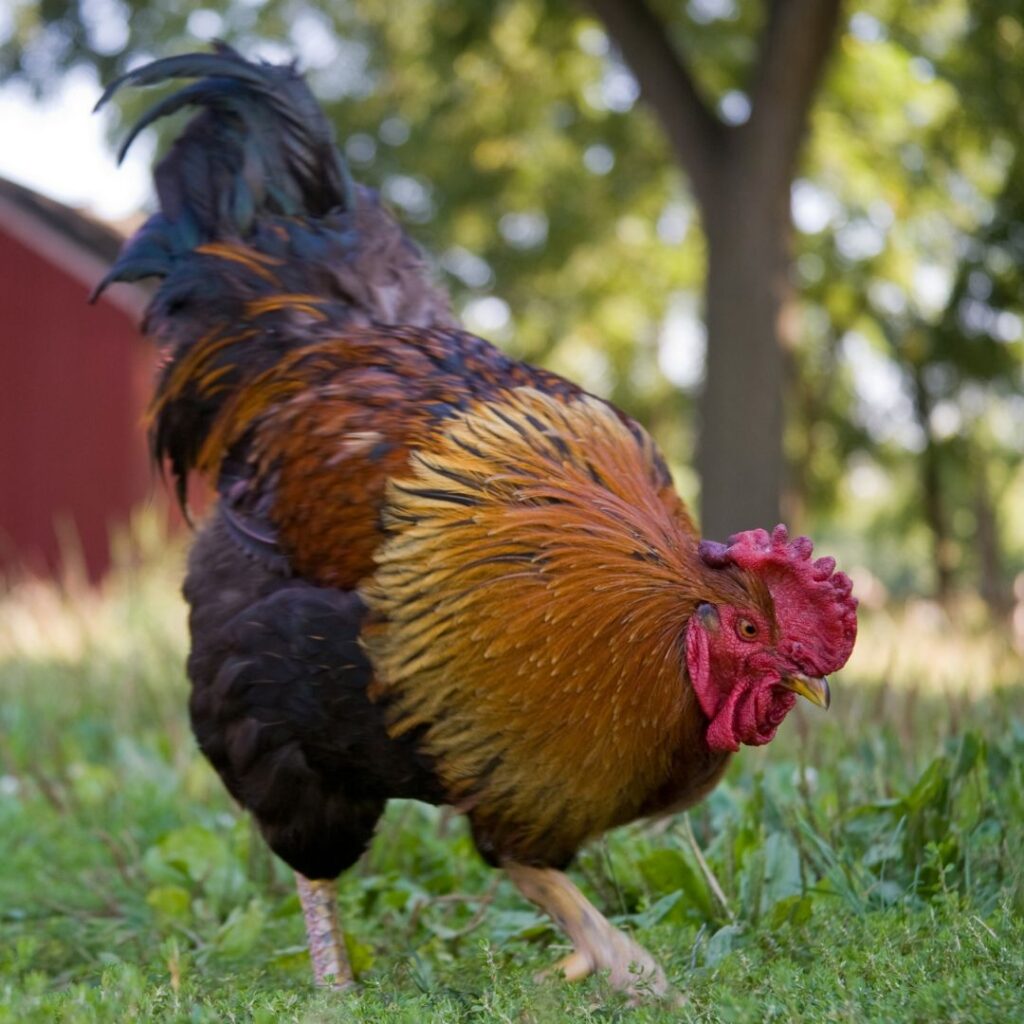 rooster free range