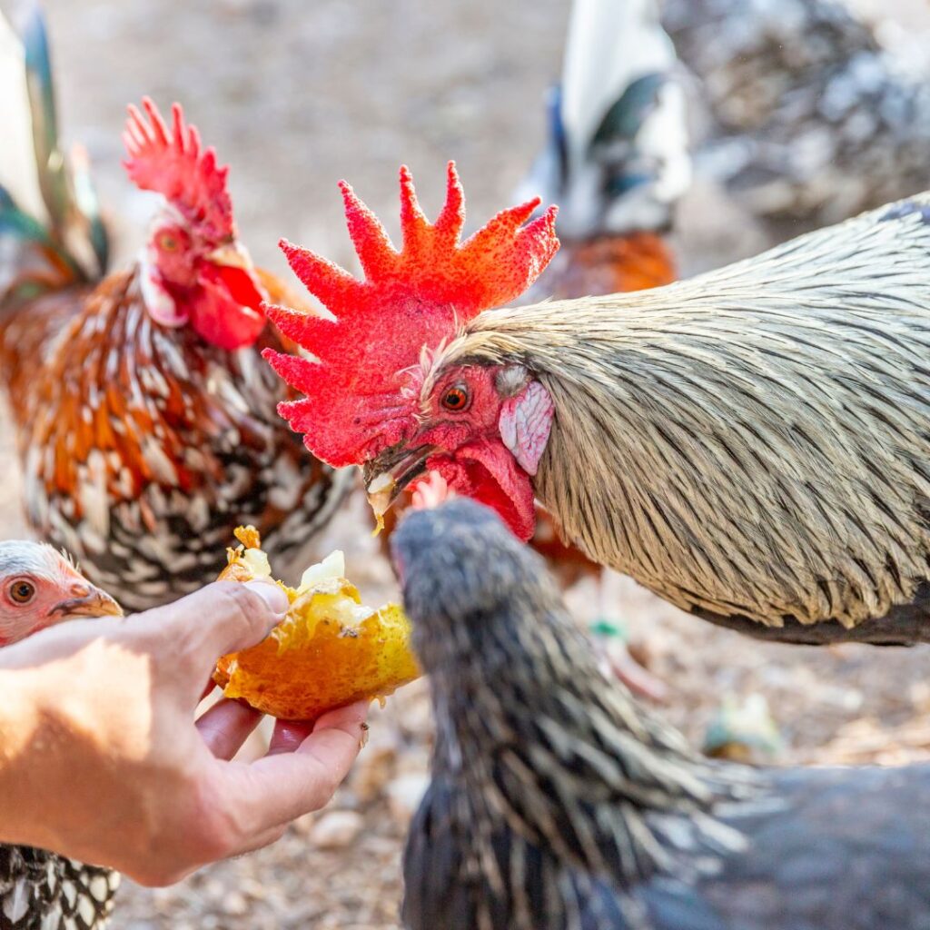 roosters being fed treats, roosters eat various foods