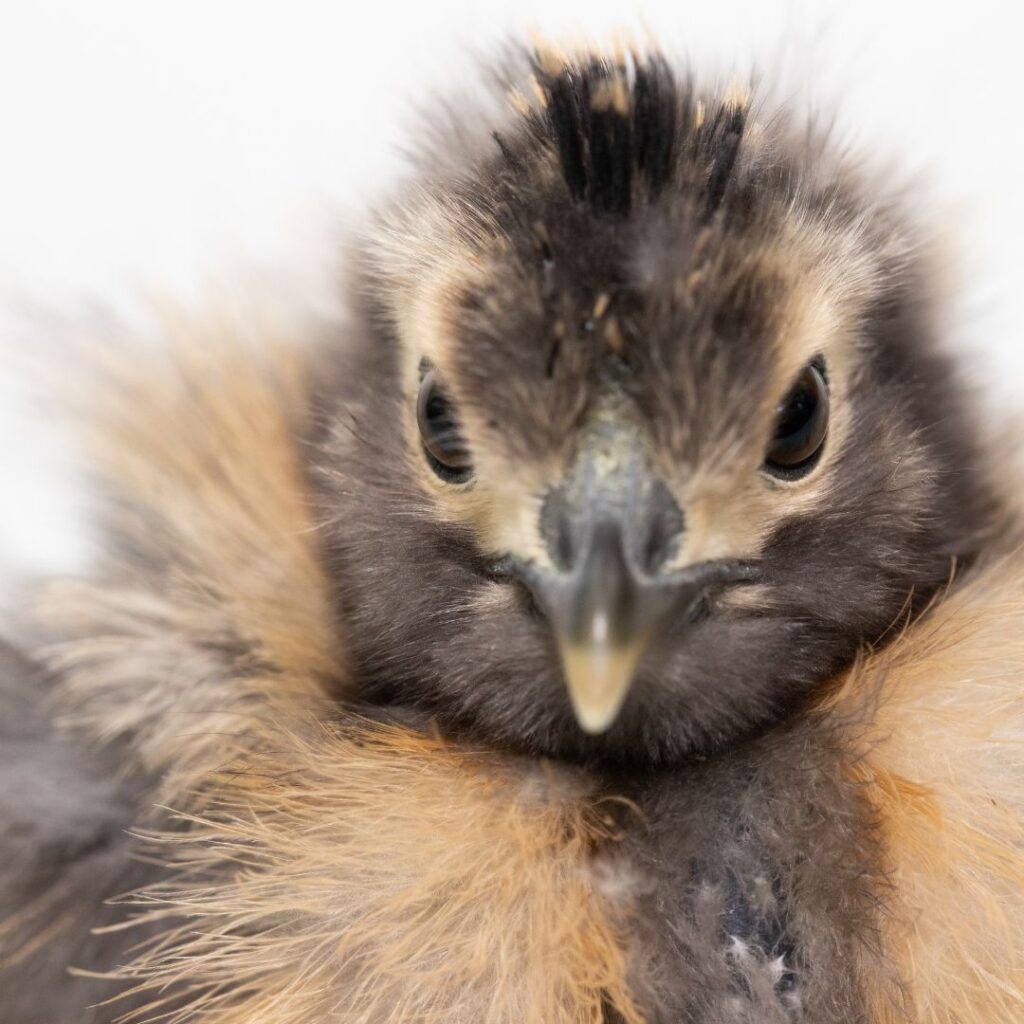 silkie baby chick