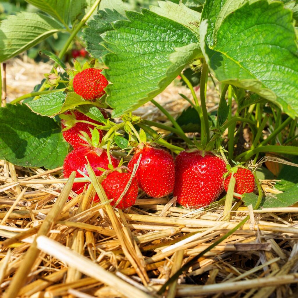 can chickens eat strawberries, strawberry plant parts
