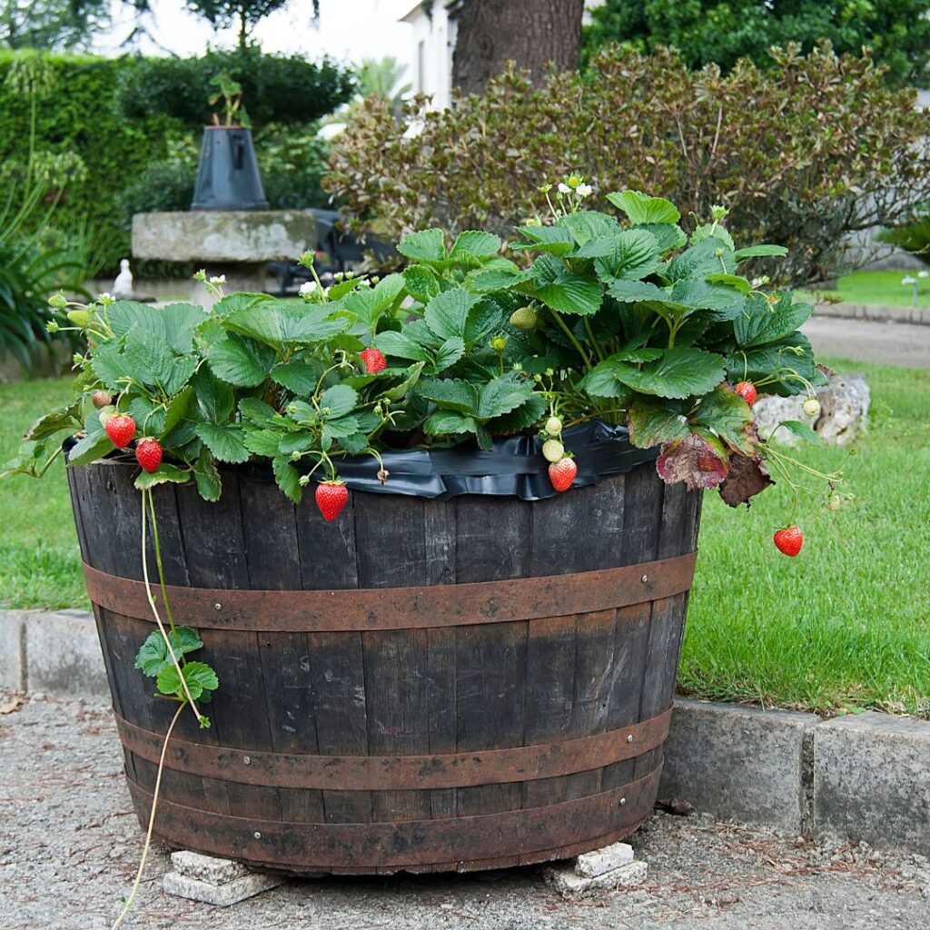 strawberry plant in whiskey barrel