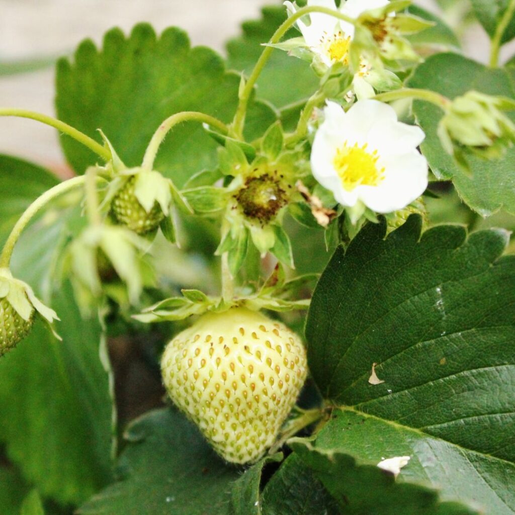strawberry plant, strawberry flower, strawberry leaves, unripe strawberries
