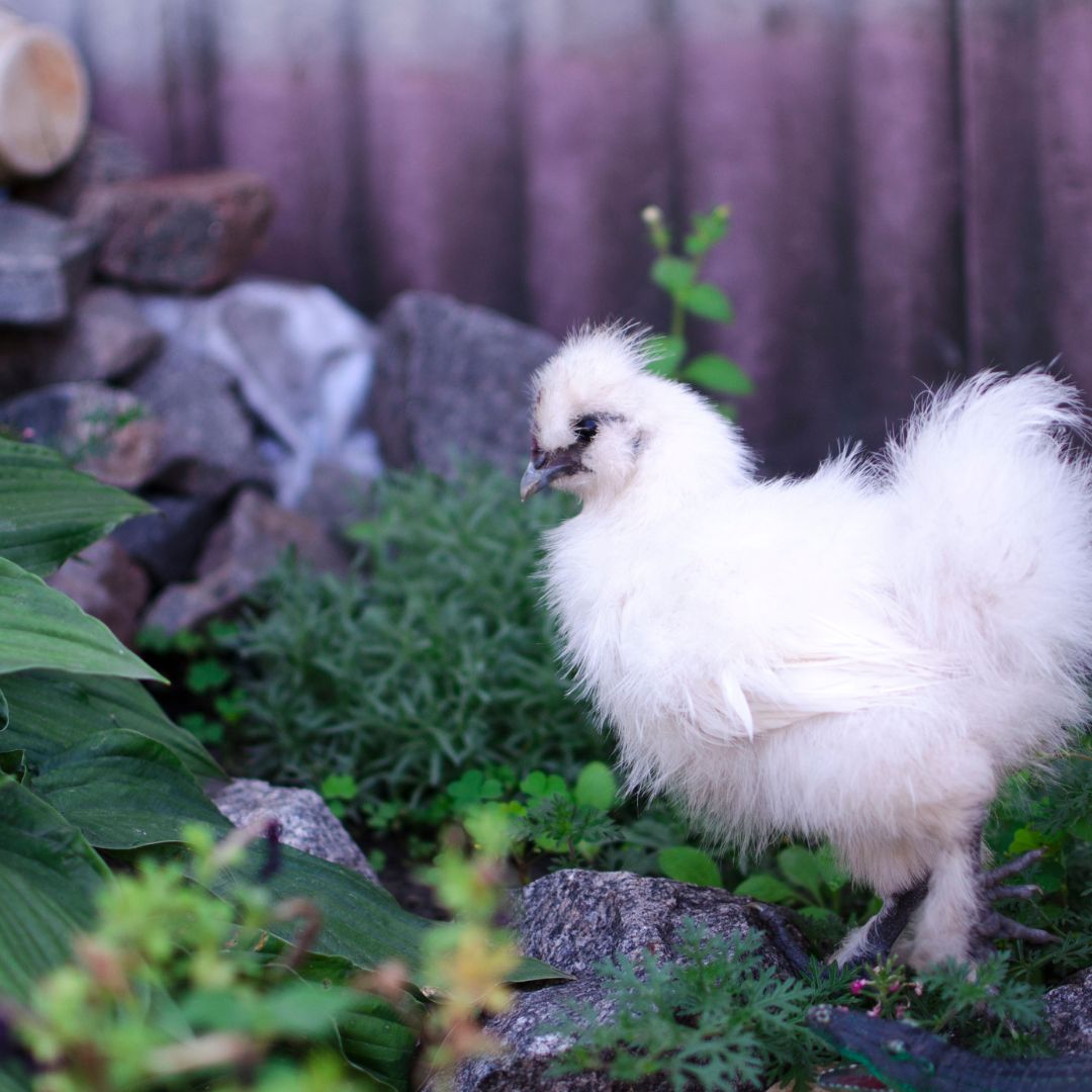silkie colors