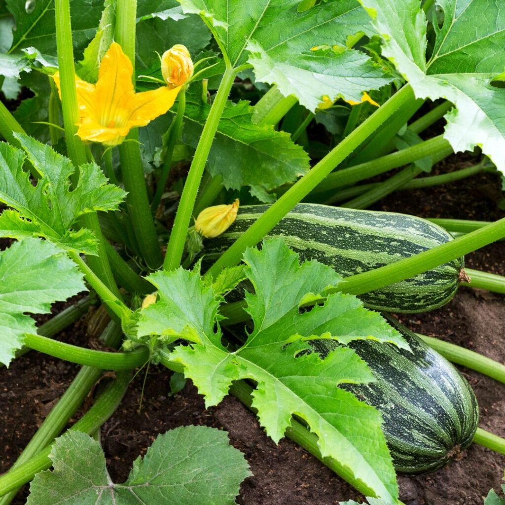 growing zucchini squash (plant) 