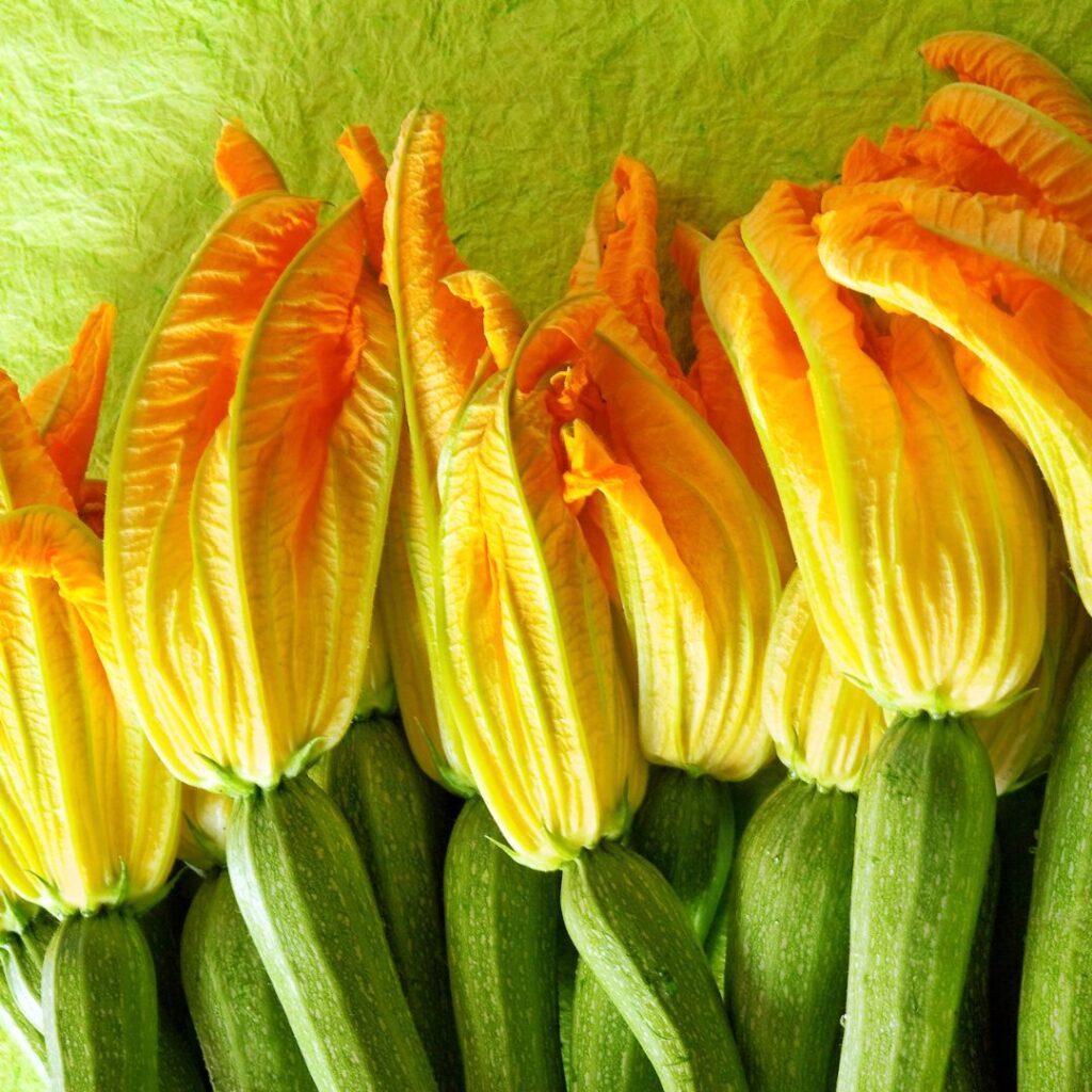 zucchini flower edible