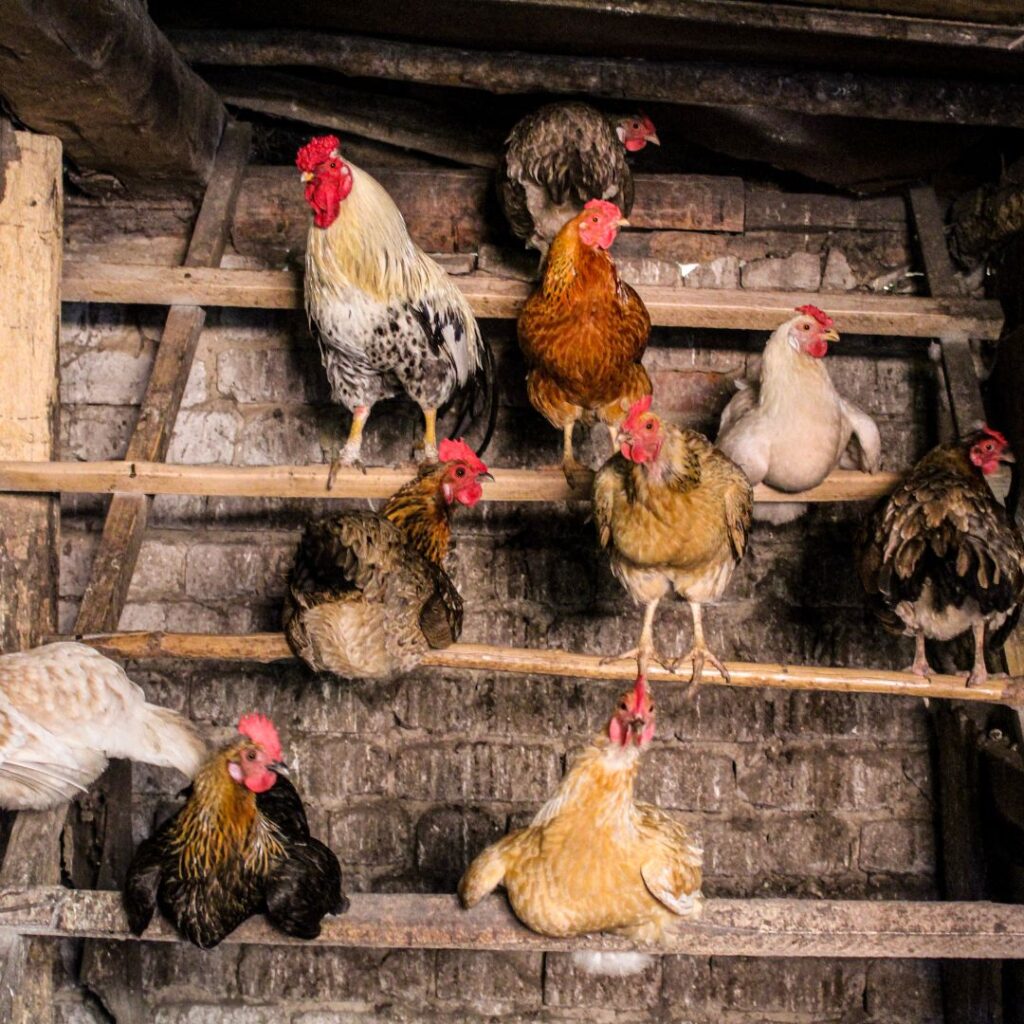 A group of chickens of different breeds, standing in a coop
