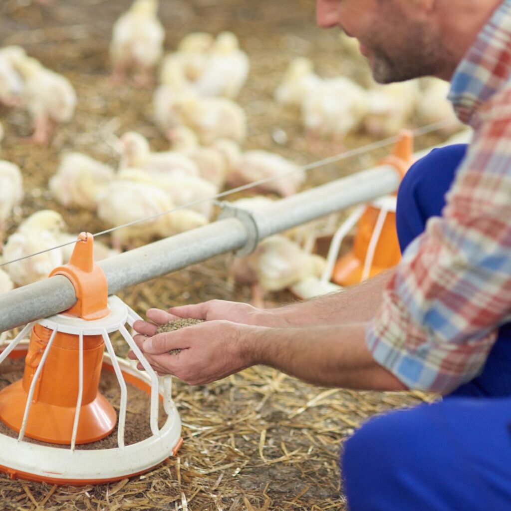 A person filling an automatic feeder with food for their chickens