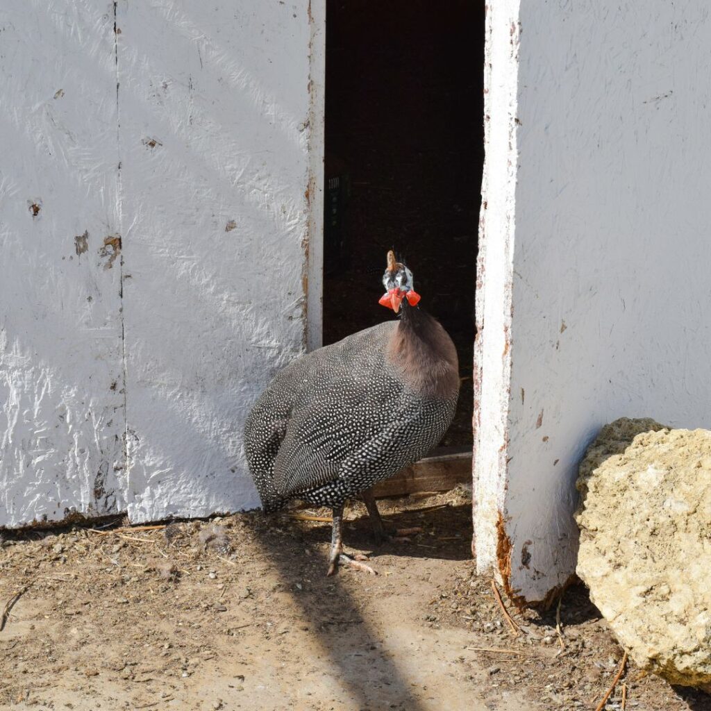A picture of a female guinea fowl in a chicken coop, hen house 