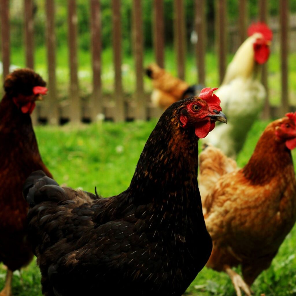 An image of happy chickens enjoying their chicken holidays in a spacious and green backyard