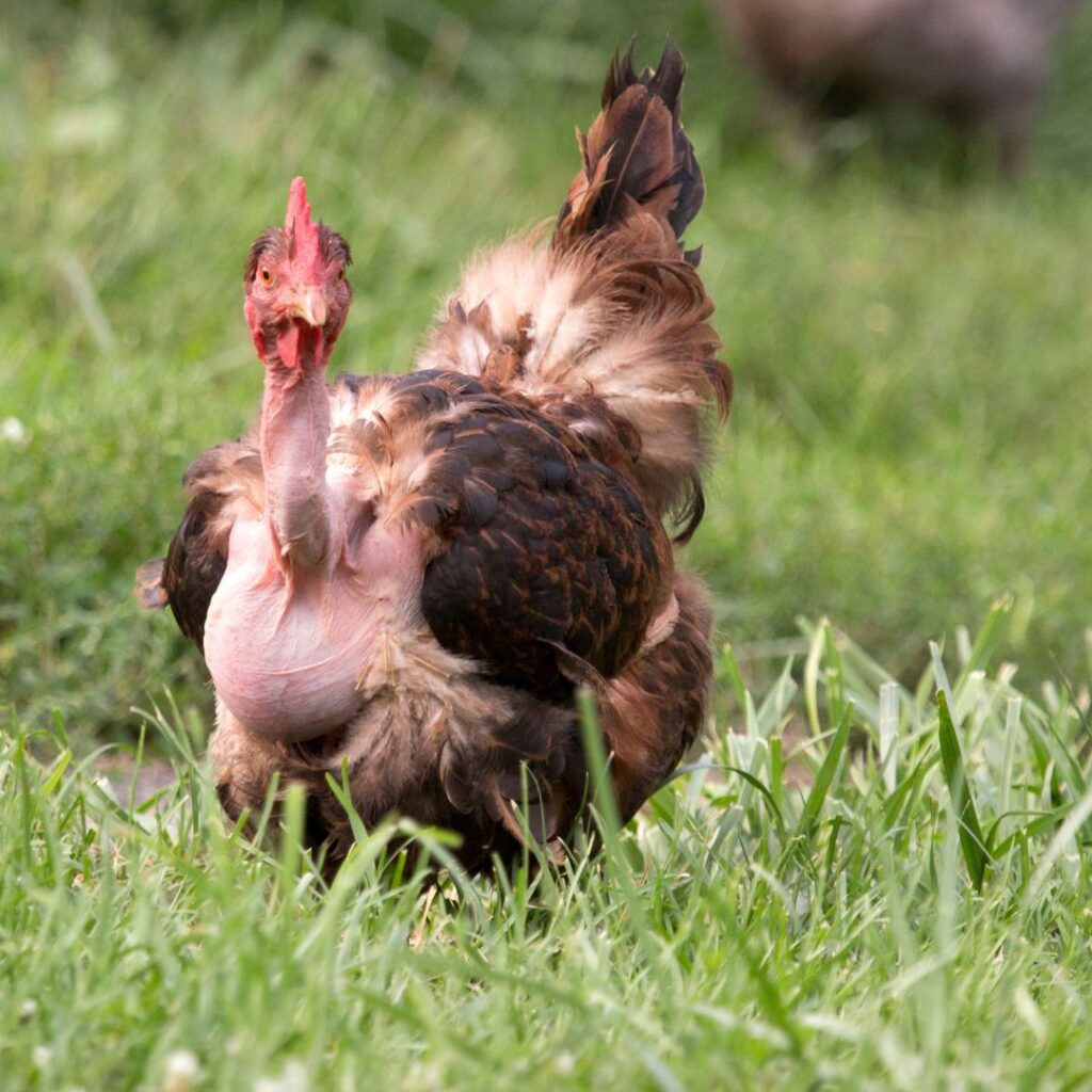 Turken or Naked Neck Chicken