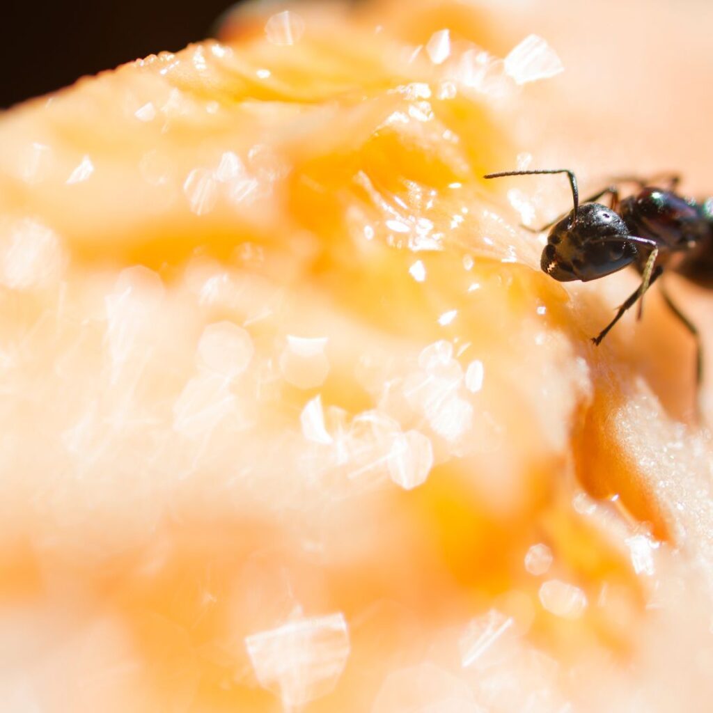 xxxxx Potential risks and concerns of feeding chickens melon, picture of ant eating cataloupe