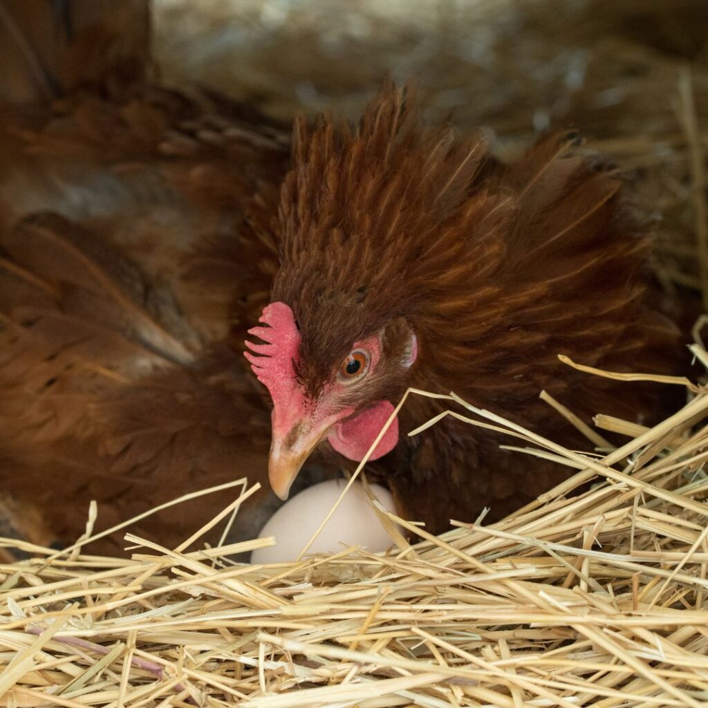 A broody hen with own feathers and feather loss