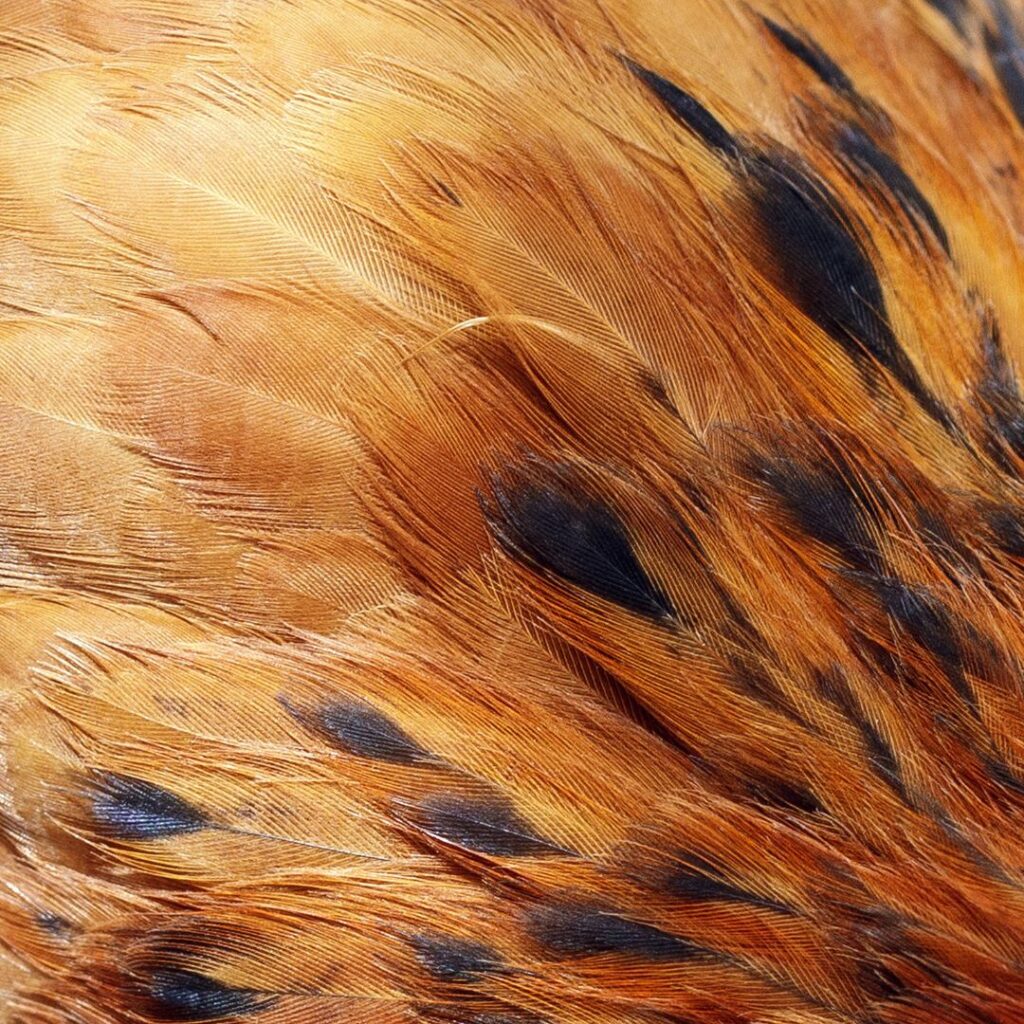 close up of healthy chicken feathers