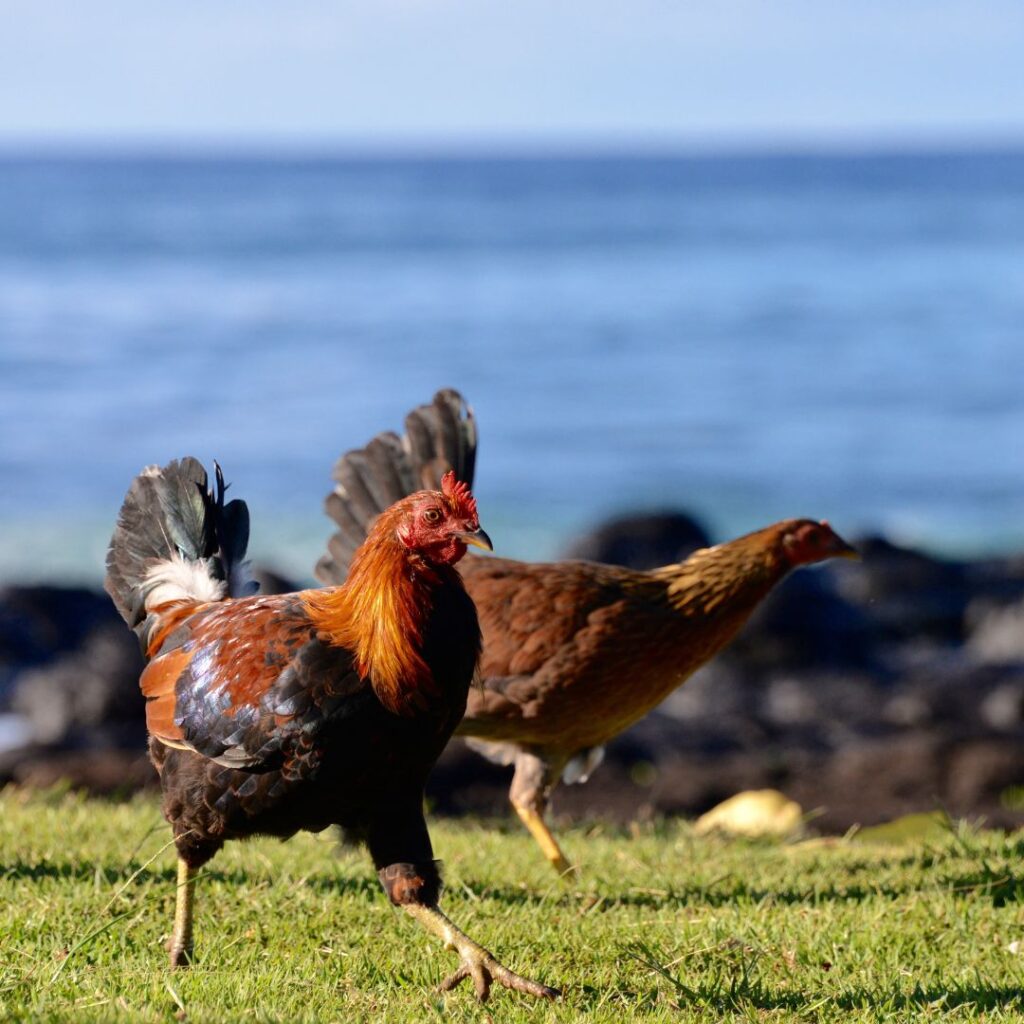 chickens at beach, chickens on holiday, chickens on vacation