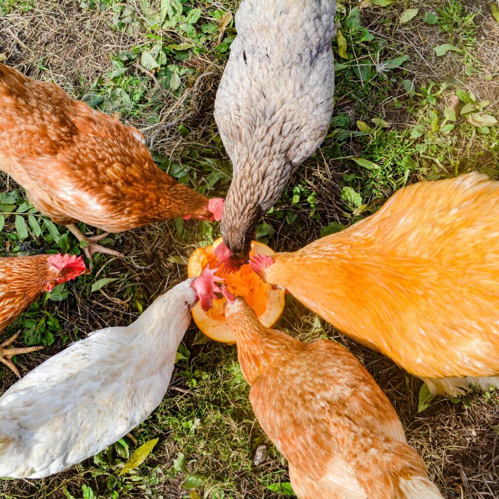 can chickens eat pumpkin? pic of a group of chickens eating pumpkin, whole pumpkin cut in half